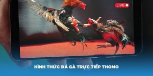 đá gà trưc tiếp thomo