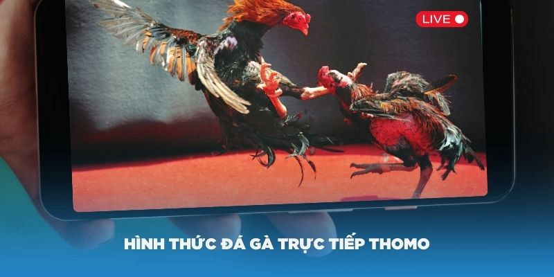 Đá gà Thomo nổi tiếng là một trường đấu uy tín hàng đầu châu Á