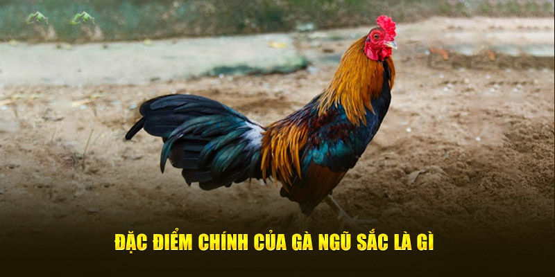 Đặc điểm chính của gà ngũ sắc là gì