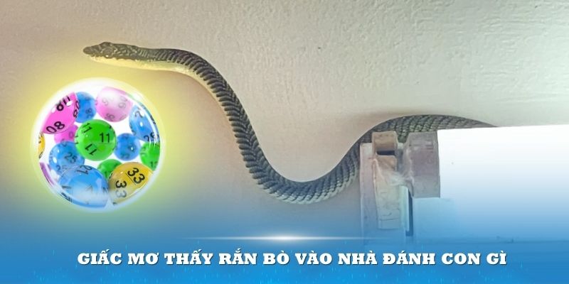 Giải đáp thắc mắc về giấc mơ thấy rắn bò vào nhà đánh con gì