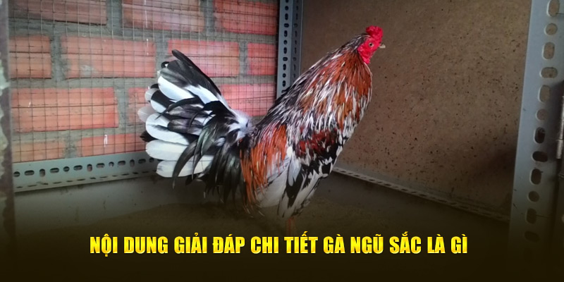 Nội dung giải đáp chi tiết gà ngũ sắc là gì