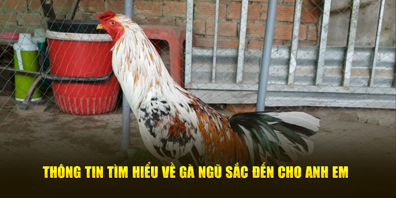 Thông tin tìm hiểu về gà ngũ sắc đến cho anh em